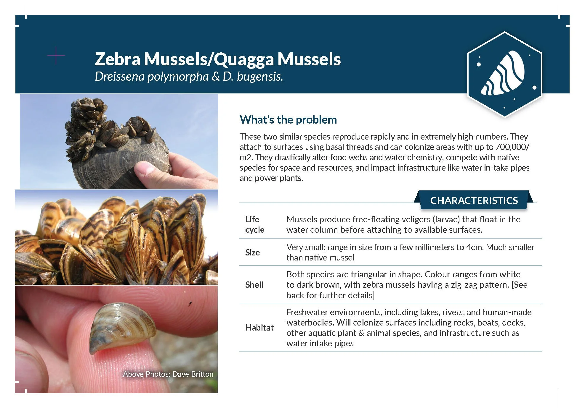 Zebra and Quagga Mussels — New Brunswick Invasive Species Council